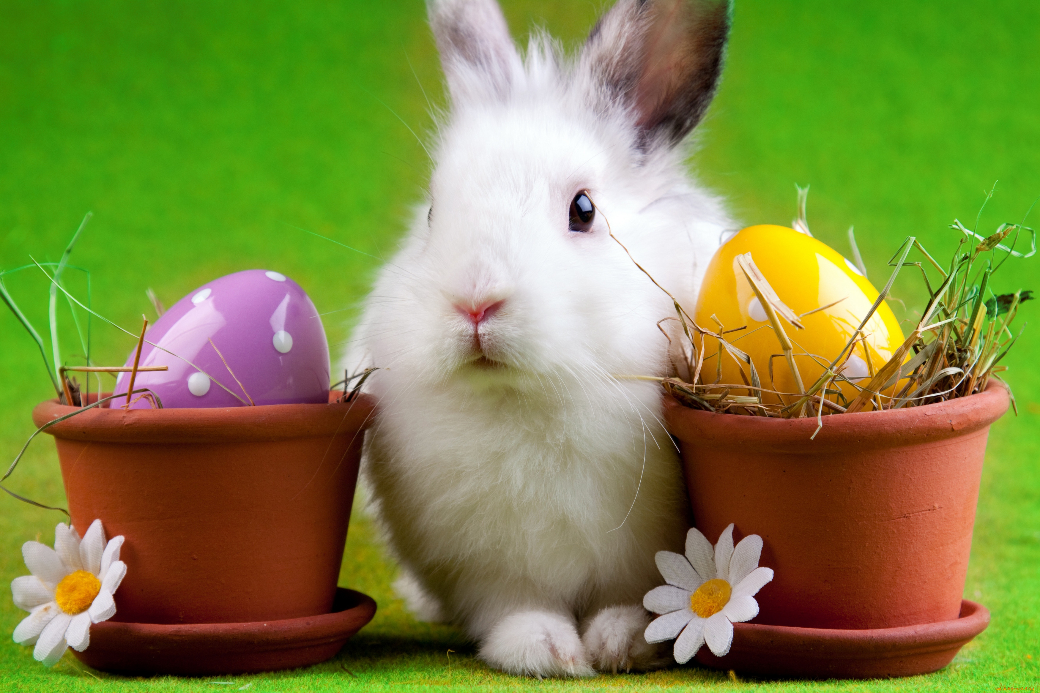 , ,  , , , , easter, , 